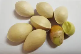 【本草驿站】银杏之果——白果图片