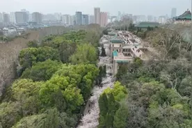 一诺三年！武大邀医护人员回“珈”赏樱图片