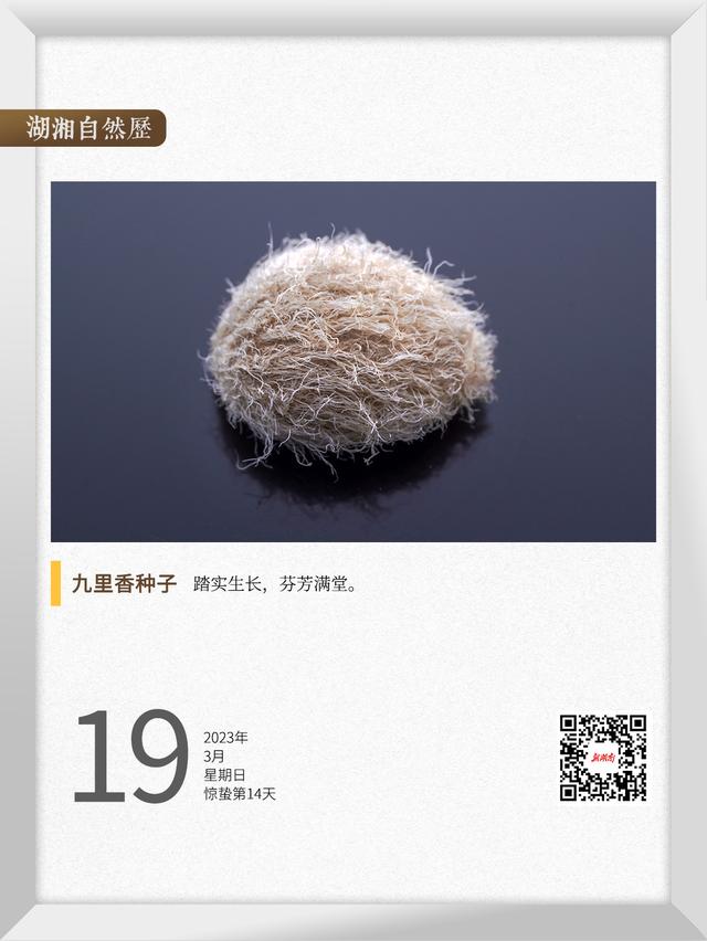 湖湘自然历丨它要发芽⑱九里香风动地来