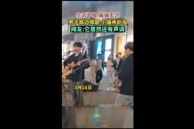 生活不易，猫猫卖艺！男子路边唱歌，小猫神助攻图片