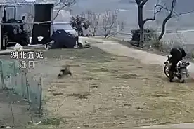 可恶！男子用弓弩射毒镖偷狗，不到3分钟狗毒发倒地，民警：已抓获图片