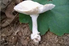 别吃！广东最有名的毒蘑菇即将上线，官方发布提醒图片