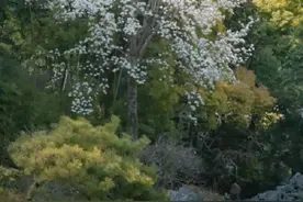 美！在古建筑中邂逅春天图片