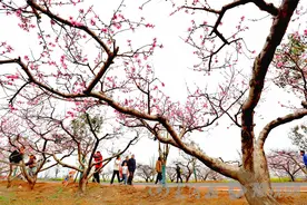 又见桃花笑春风 周口西华第十九届桃花节盛装启幕图片