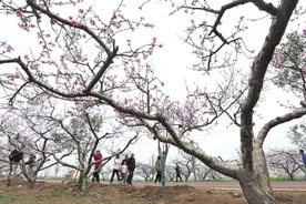 万亩桃花笑春风，周口西华第十九届桃花节盛装启幕图片