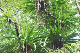 海南周刊 | 绿植相依成双对图片