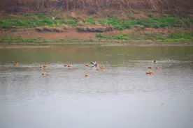 真正忠贞不渝的“爱情鸟”赤麻鸭，相中了孝南朱湖这片“洞天福地”图片