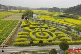 五福油菜花开图片