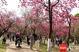 原创组图丨昆明圆通山樱花节：花开春到 人潮涌动图片