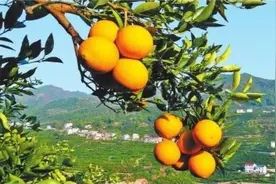 一年四季，“超长待机”！小小柑橘，科技成就“美味奇迹”图片