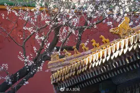 美！当白色杏花遇上故宫金色琉璃瓦图片