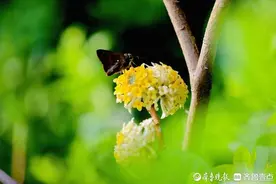 小蝴蝶爱上花图片
