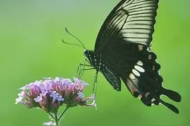 山村记忆‖童年的那些事图片