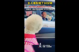 主人堵车堵了30分钟，两小狗互相吼叫了29分钟图片