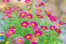 夏津：莫负春光好时节 踏春赏花正当时图片