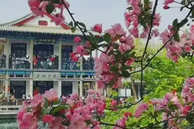 果然视频·跟着旅发大会游山东|阳春三月，绝美花事“樱”你而来图片