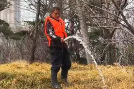 果然视频｜龙泽湖连翘正盛，一片花海映泰山图片