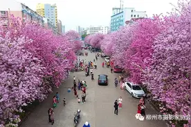 柳州市紫荆花赏花及摄影地点鼎力推荐，请收藏!图片