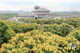 广东高州：荔枝花开早，“农情”催蜜“溢”图片