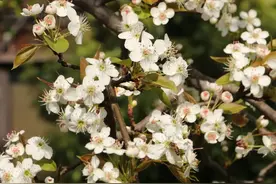 告别“花盲”，这份攻略教你看清“花花世界”图片