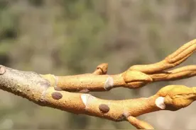 3月上半月临安太暖，山核桃蚜虫提前“苏醒”，会带来严重影响吗？图片