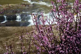 黄河壶口瀑布迎来“桃花汛”图片