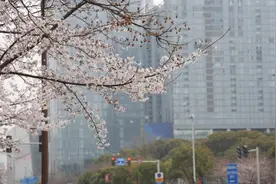 街角撞见春天，无锡樱花之美不止在景区图片