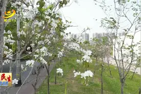 春季百花齐放 小心花粉过敏图片