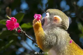 川渝的猴子是懂浪漫的图片