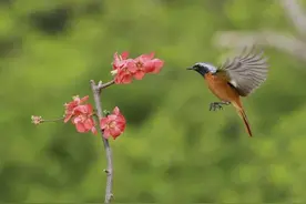 鸟语花香！鸟儿啄食鲜花享受美好春光图片