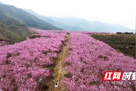 湖南江华野猪桥村：小小水蜜桃 领奏乡村振兴“四部曲”图片