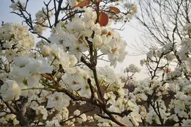 梨花胜雪，海棠似火。一树梨花压海棠？图片