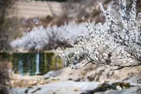 壹图集|泰山樱桃园满山樱桃花开 尽赏春意无限图片