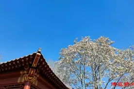 淄博：赏花之旅公交线路攻略公布图片
