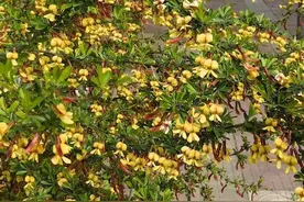 青未了‖锦雀枝上秀婀娜图片