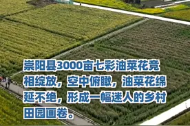 春日浪漫！航拍湖北千亩七彩油菜花惊艳绽放图片
