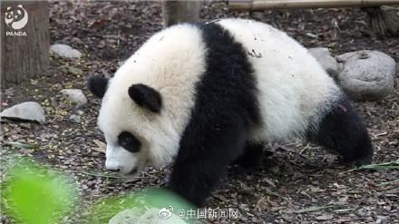 熊猫基地提醒参观时不要用闪光灯