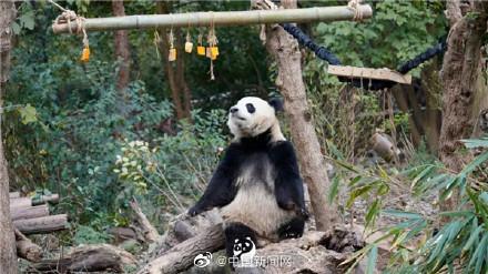 熊猫基地提醒参观时不要用闪光灯