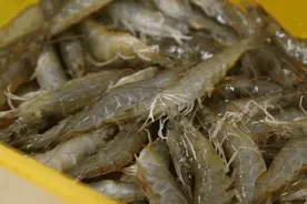 去菜市场买虾时，看到这4种，再便宜也不要买！图片