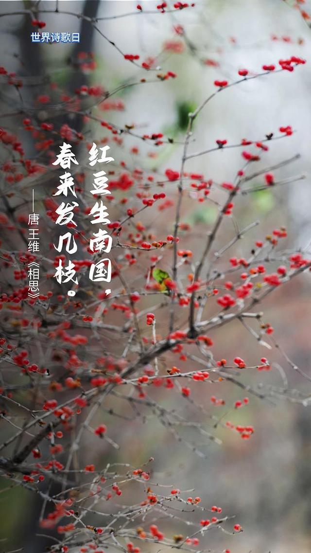 美学云课堂 | 世界诗歌日，撷一片诗意送给春天