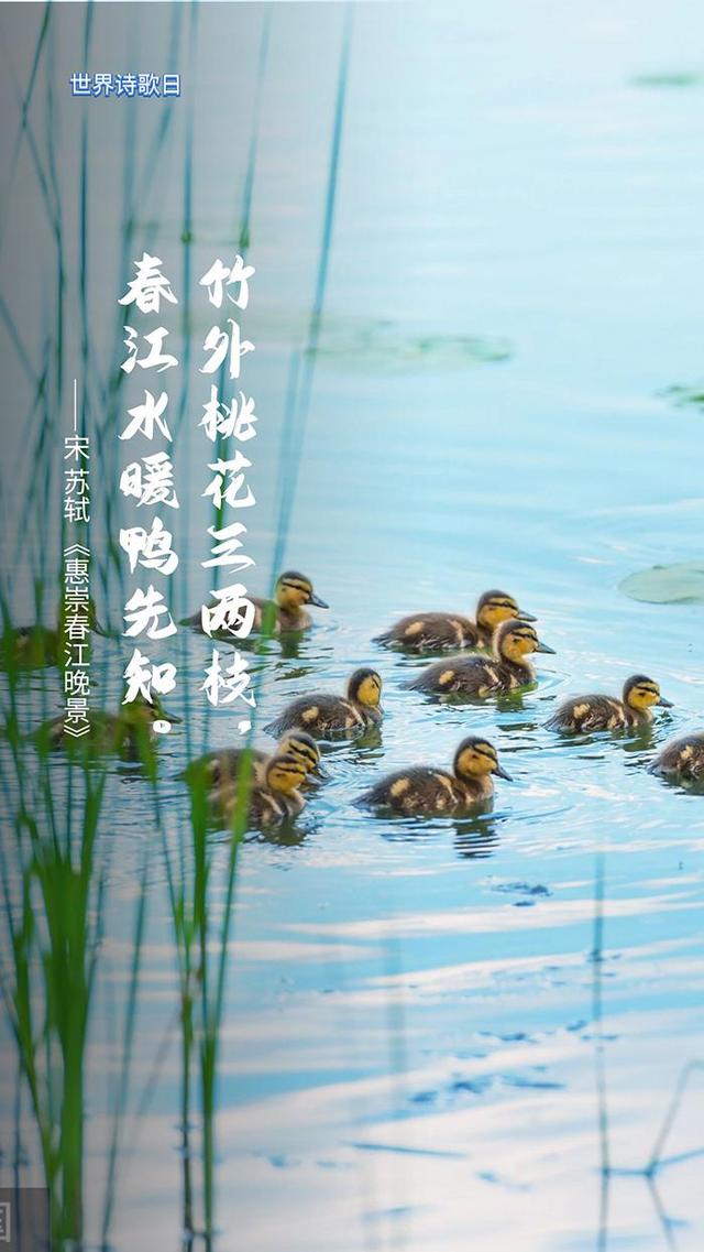 美学云课堂 | 世界诗歌日，撷一片诗意送给春天