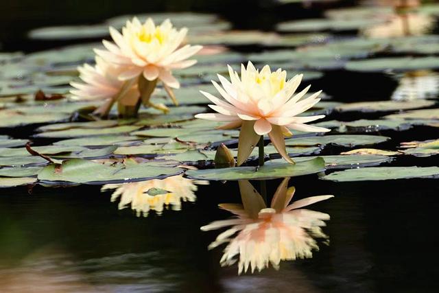 海南：花团锦簇 赴一场春日浪漫