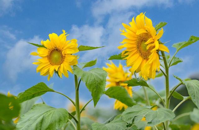 海南：花团锦簇 赴一场春日浪漫