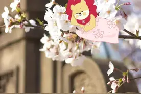 三二一，华东师大樱花周末盛放图片