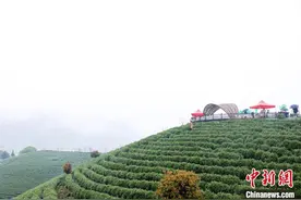 浙江安吉白茶正式开采 再续一片叶子新故事图片