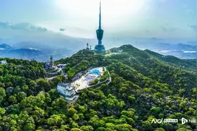 罗湖观察｜梧桐山“粉”了，毛棉杜鹃如何妆点城市名片？图片