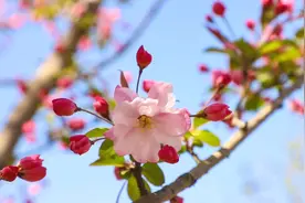 以花为媒讲好出彩故事！西平县启动海棠文旅宣传月系列活动图片