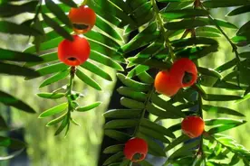 太行山红豆杉定居国家植物园图片