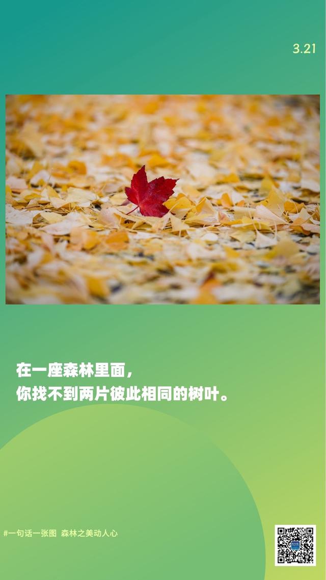 新华全媒+｜一句话一张图，森林之美动人心