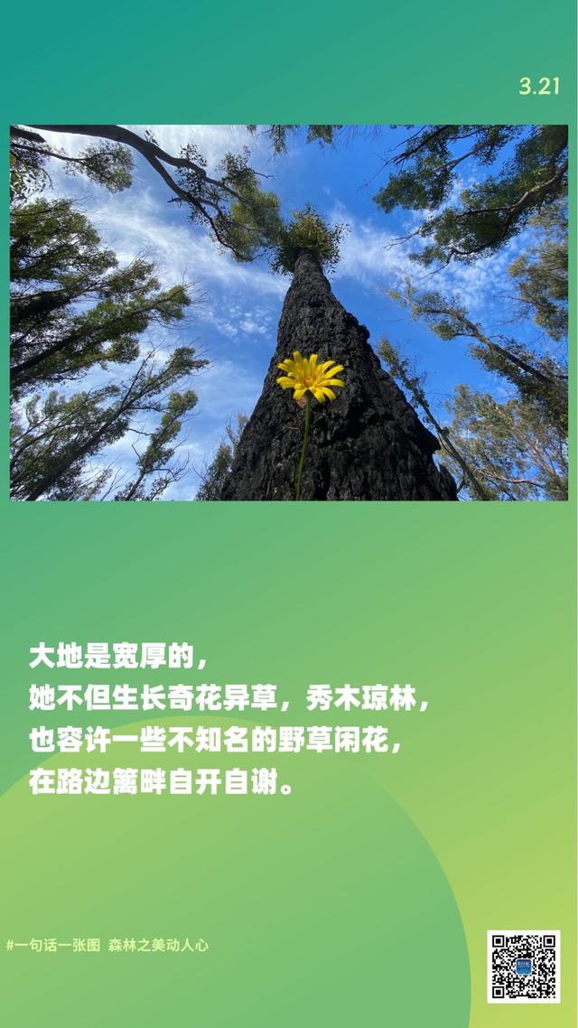 新华全媒+｜一句话一张图，森林之美动人心